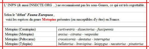 Metopius divers
